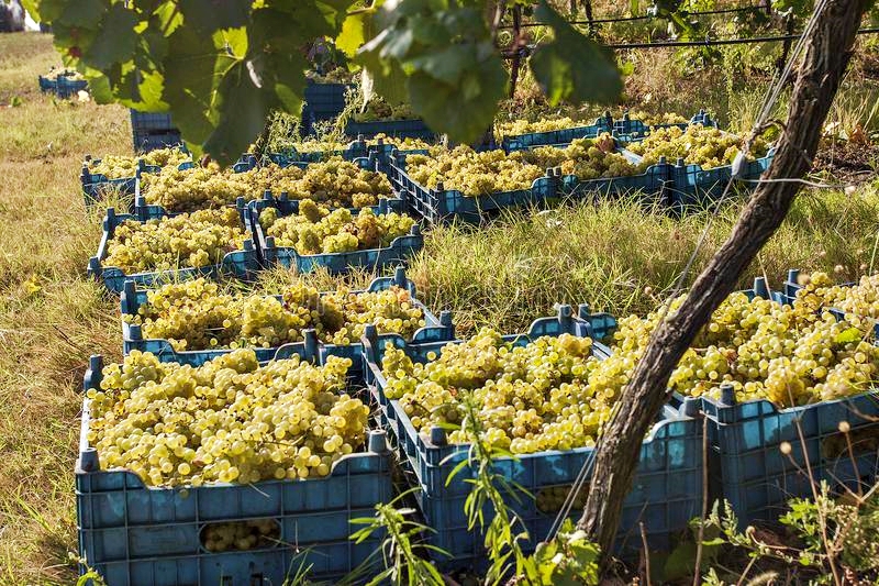 🤔Ever wondered why we named our white blend "Field Blender's White"? #wine #winewinewine #myNyarai #winecountryON #whitewine #whiteblend #winelover #winetime #lovewine #wineenthusiast #virtualwinery  #grapevines #buylocal  #supportBlackownedwinery #vineyard  #winemakerslife