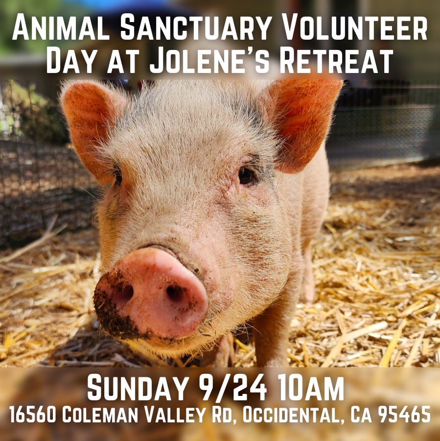SonomaTrial's tweet image. Two opportunities to help animals this week in Sonoma County:
1. Volunteer to collect signatures to help ban factory farms in Sonoma County. Please sign up to volunteer at endfactoryfarming.vote/shifts
 
2. Directly help animals at the sanctuary volunteer day this Sunday at Jolene’s…