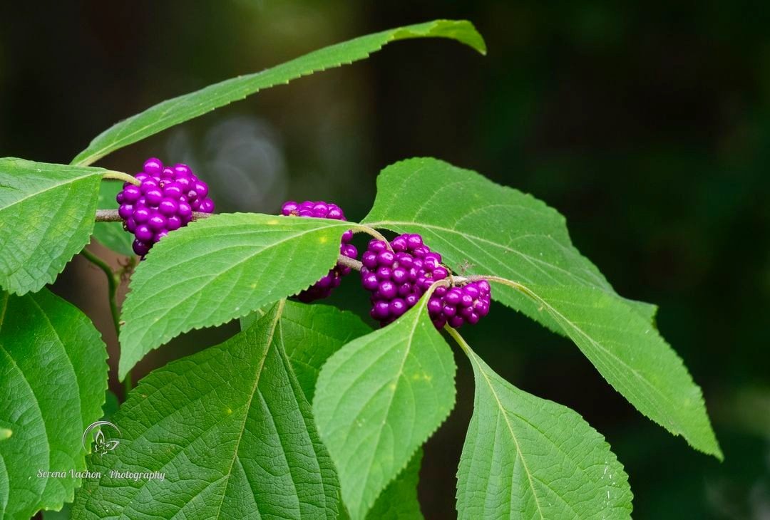 American beautyberry #nature #NaturePhotography #naturelover