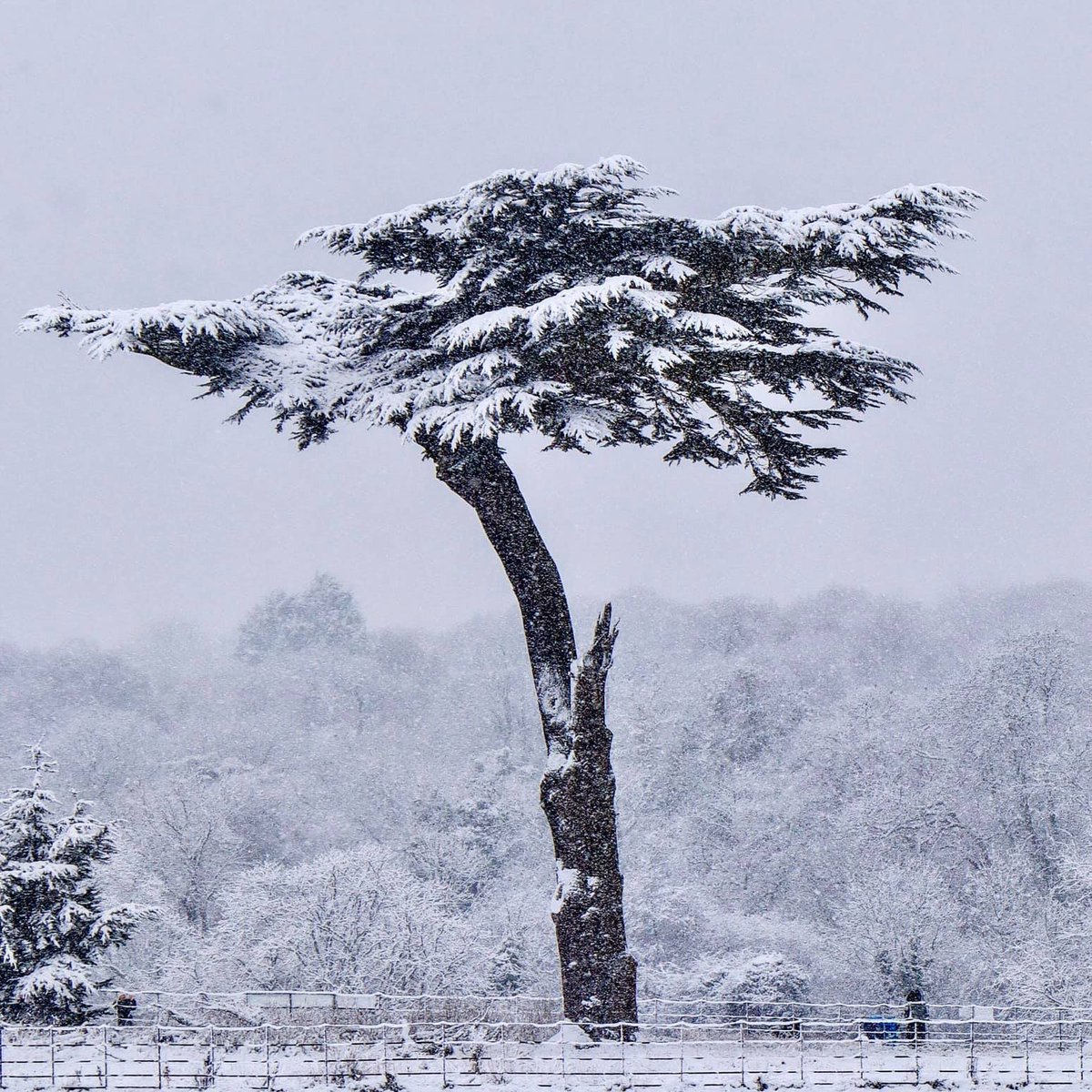 OxheyParkFoOP tweet picture