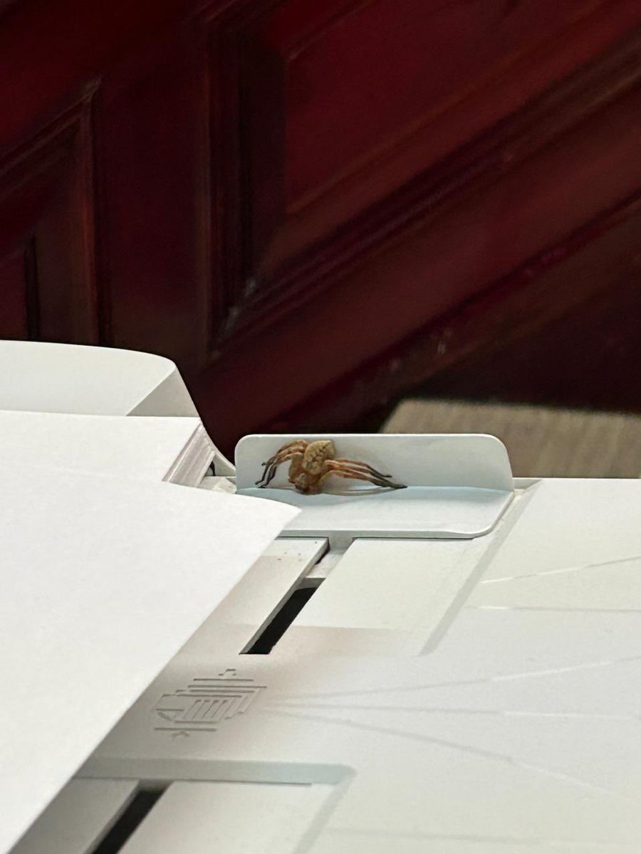 Hola <a href="/Arachno_Cosas/">Soy aracnólogo, pregúntame lo que quieras</a>, encontramos esta 🕷️ , ¿es peligrosa?