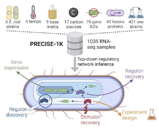 UC San Diego Systems Biology (@ucsd_sbrg) on Twitter photo You can now study the transcriptomic responses of E. coli in 100s of different conditions without going into the lab. The largest knowledge-enriched transcriptomic data set comprising over 1000 RNAseq profiles is now available. bit.ly/3EJGBgE <a href="/DTUBiosustain/">DTU Biosustain</a> <a href="/UCSDJacobs/">UCSD Engineering</a> You can now study the transcriptomic responses of E. coli in 100s of different conditions without going into the lab. The largest knowledge-enriched transcriptomic data set comprising over 1000 RNAseq profiles is now available. bit.ly/3EJGBgE <a href="/DTUBiosustain/">DTU Biosustain</a> <a href="/UCSDJacobs/">UCSD Engineering</a>