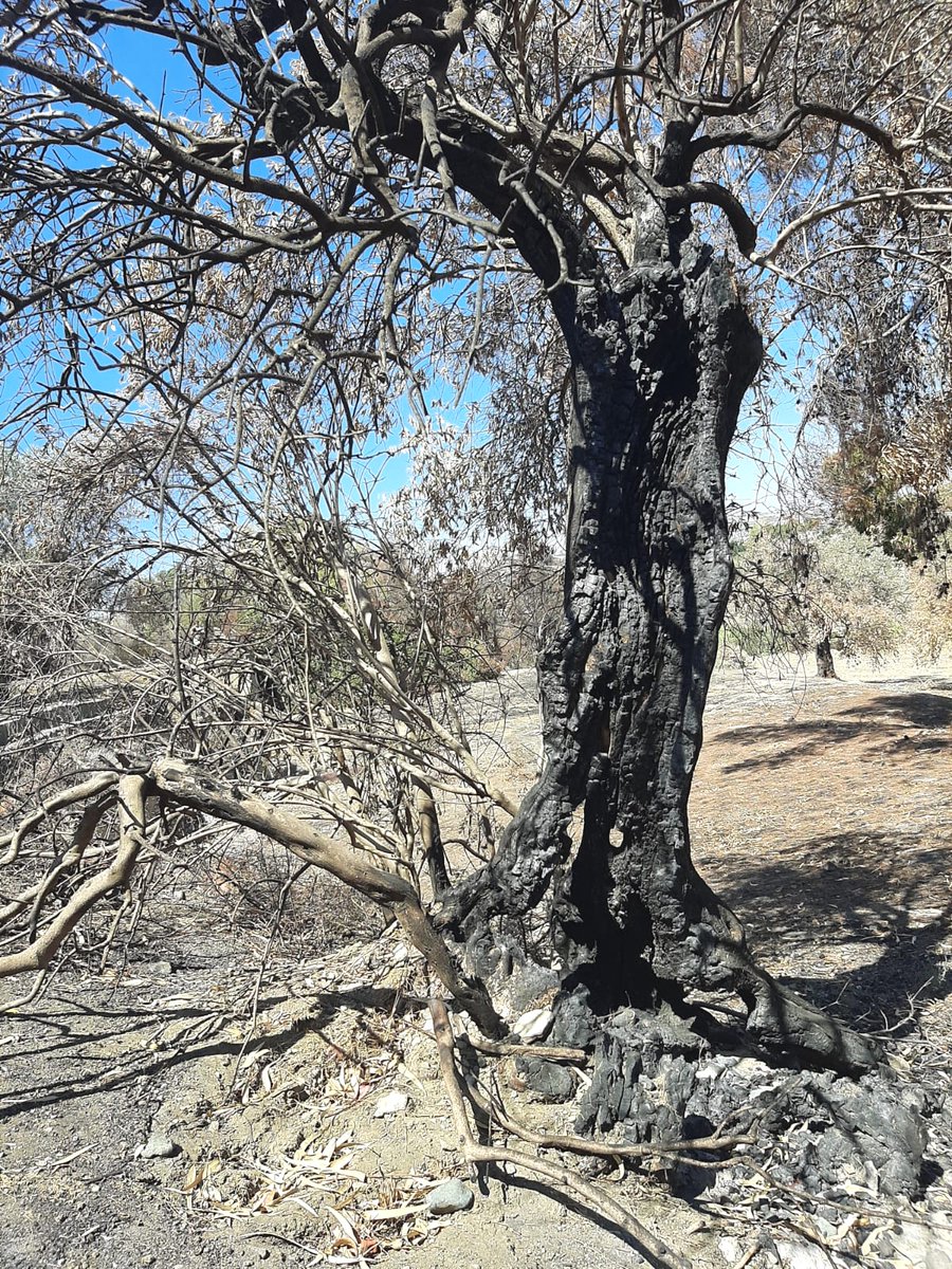 This is what arson looks like. Just discovered that all our olive trees (some 250+ yrs old) in Alethriko #Cyprus have been burnt! No olive harvest this year 😢 if anyone can help please get in touch
<a href="/CyMOApress/">Υπ. Γεωργίας, Αγροτικής Ανάπτυξης & Περιβάλλοντος</a> <a href="/Christodulides/">NikosChristodoulides</a> <a href="/eevriviades/">Euripides L Evriviades 🇨🇾🇪🇺</a> <a href="/Cyprus_Police/">Αστυνομία Κύπρου</a> <a href="/stavrouel/">Eleni Stavrou</a> <a href="/cybc_com_cy/">RIKNEWS</a>