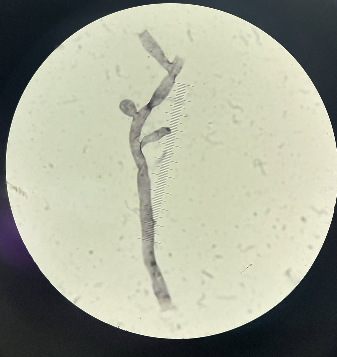 Shaúl Navarro tweet media