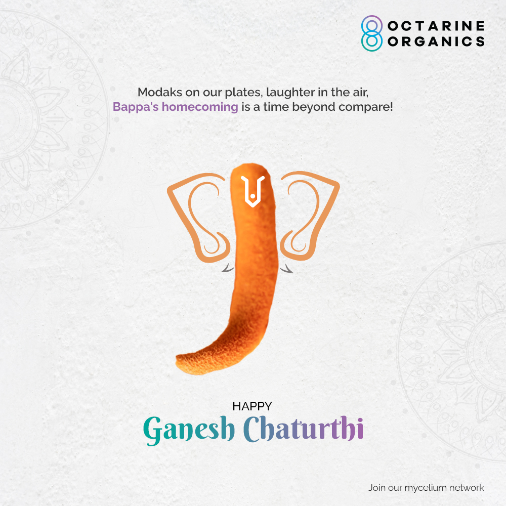 Wishing you a healthy and magical Ganesh Chaturthi! ✨ 

#GaneshChaturthi #OctarineOrganics #Cordycepsmilitaris #OO #LordGanesha #GanpatiBappaMorya