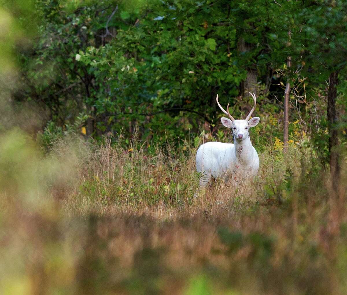 Wolf_lover30's tweet photo. "My feet will tread soft as a deer in the forest… My heart will be strong as a great oak..."
#deerwatching , #deerlife , #deerhead, #deerlove, #deerseason , , #deerobservation #johndeere #whitetaildeer #deerhunter #zombiedeer #deerdrawing #babydeer #fallowdeer #waterdeer https://t.co/xwrVJiva6U