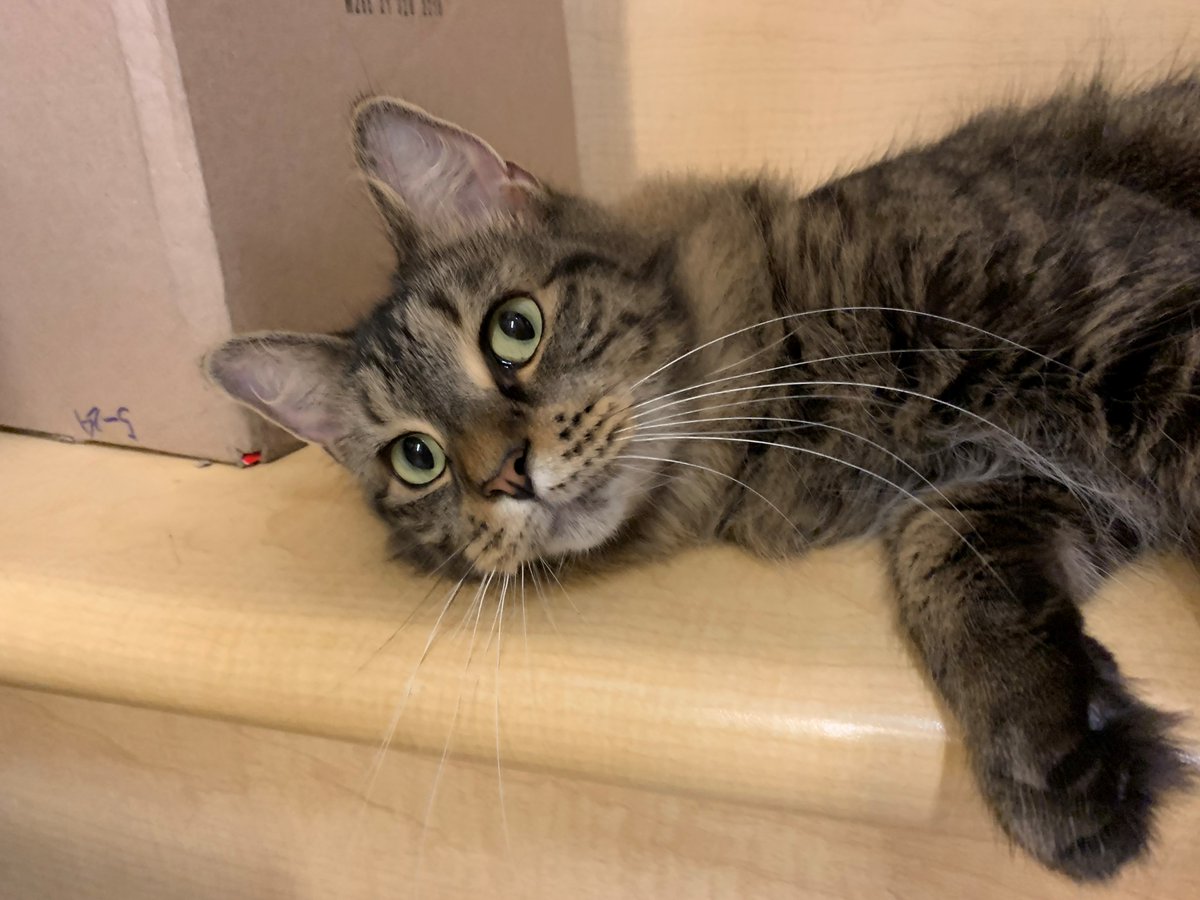 pet_smart1390's tweet photo. Come adopt me I LOVE belly rubs!! https://t.co/zO6w30FdHM