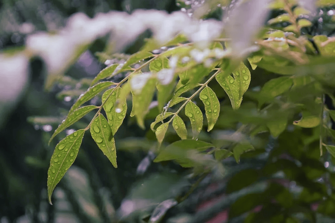 Calling all passionate gardeners!Our latest blog post, 'How to Keep Humidity Levels in Check During the Flowering Stage,' is here to guide you through this crucial phase of plant development!
happyhydro.com/blogs/growing-…
#HumidityControl #FloweringStage