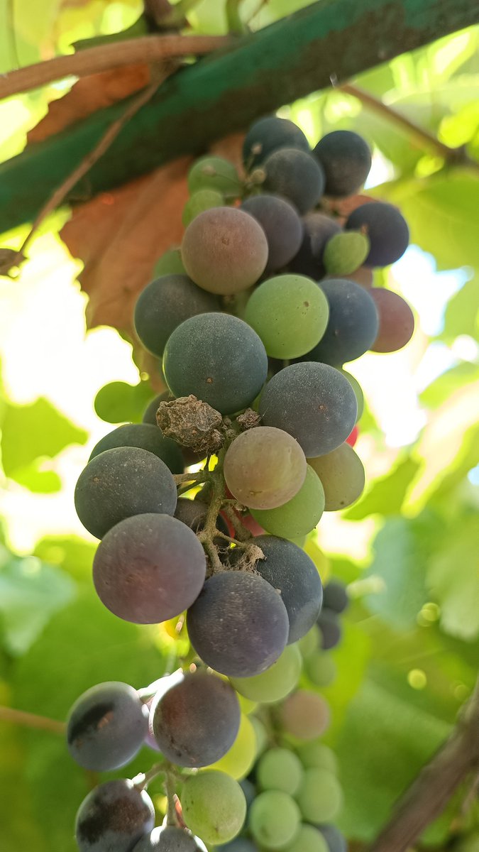 zeynox's tweet image. Bahçedeki üzümden sirke yapıyorum.
Ama bir sorunum var... Bu kara üzümlerden daha çooooook var asmada. Hepsi tam olgun değil ama şehir dışında olacağım için bu hafta toplamam gerek. Bunlardan başka ne yapılır? Önerileri yorumlara alırım! 
...
#vinegar #homemade #grapes #vine