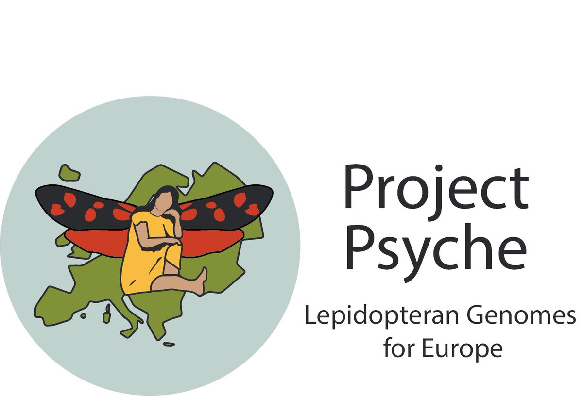 Now online at #Genomes on a Tree (GoaT) - Project Psyche aims to sequence the genomes of all species of #Lepidoptera 🦋 in Europe 🌍: goat.genomehubs.org/projects/PSYCHE