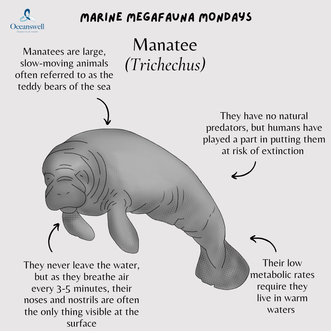 Oceanswell tweet media