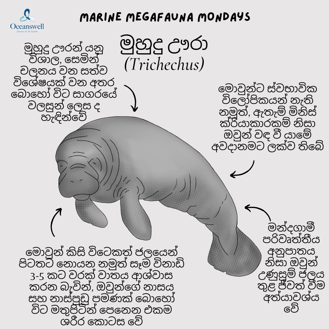 Oceanswell tweet media