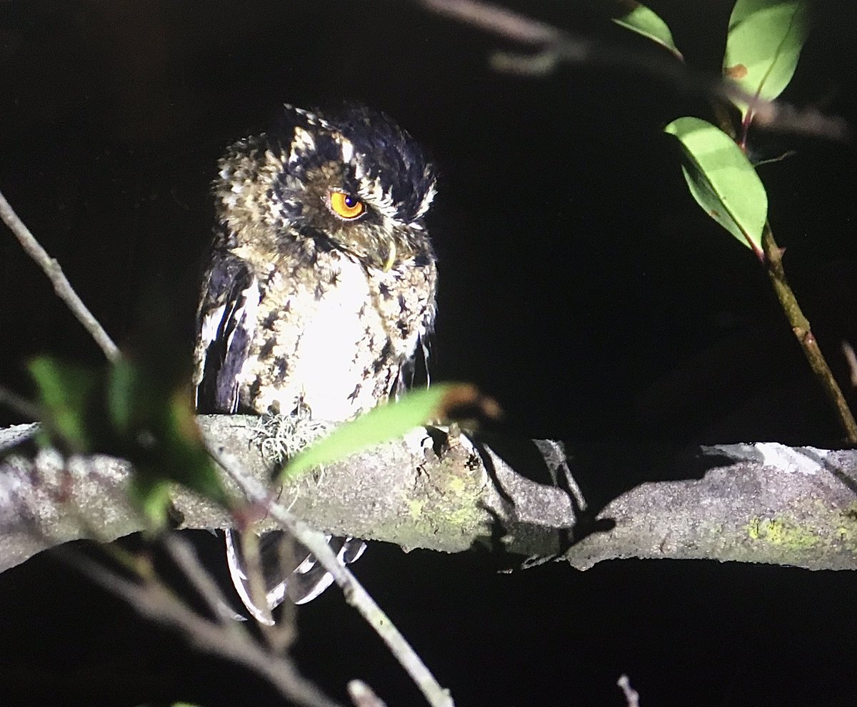 Some bird highlights from a recent trip to ‘an island’, including Javan Banded Pitta, Javan Black-crowned Babbler, Javan Trogon and Javan Scop’s Owl. Ten bonus points if you can name the island.