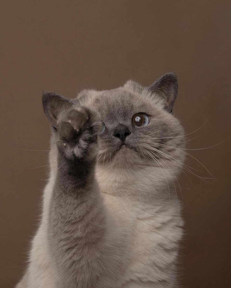 ㅤ

ㅤ MEOW MEOW MEOW MEOW MEOW
ㅤ
ㅤ MEOW MEOW MEOW MEOW MEOW MEOW MEOW MEOW MEOW MEOW. MEOW MEOW MEOW MEOW MEOW ? 
ㅤ