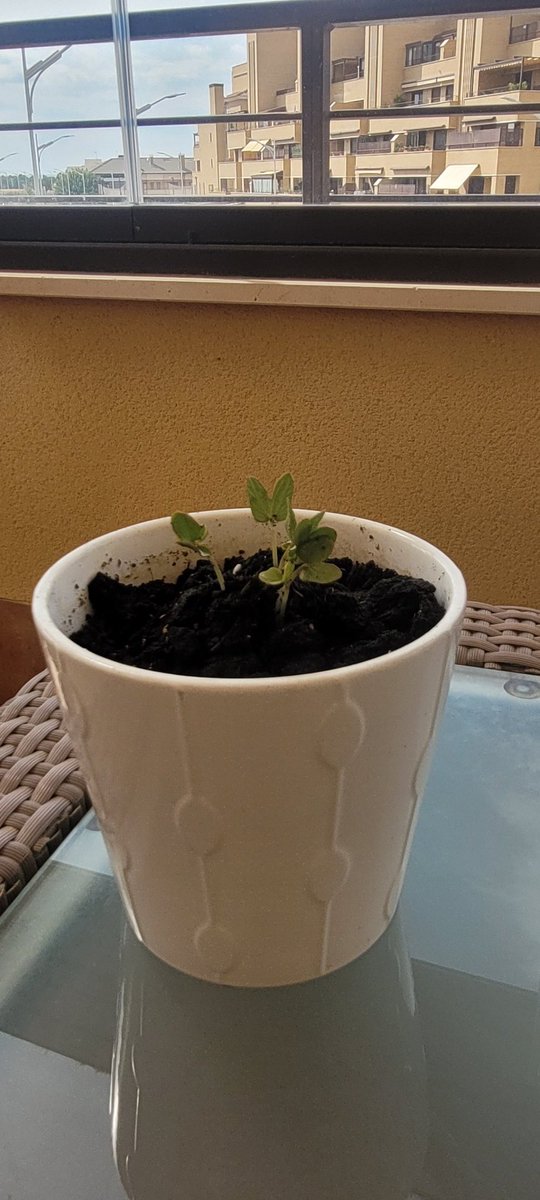 Elena___Navarro's tweet image. @LauraPanizo @JornadaSistedes #sistedes2023 en mi casa ya ha producido frutos, aunque quizás he sido muy ambiciosa con el tamaño de la maceta😁😁😁.