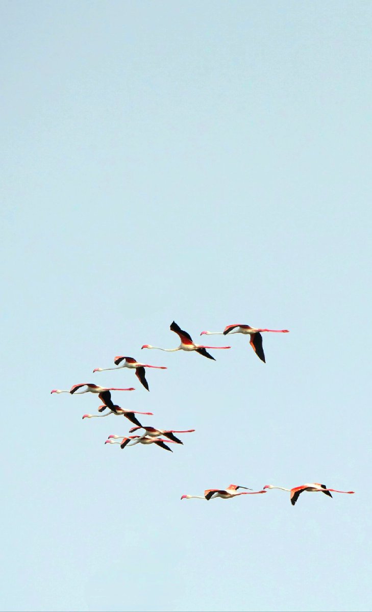 Flamingos 🦩🦩 at Sambhar Lake. Clicked by my batchmate.