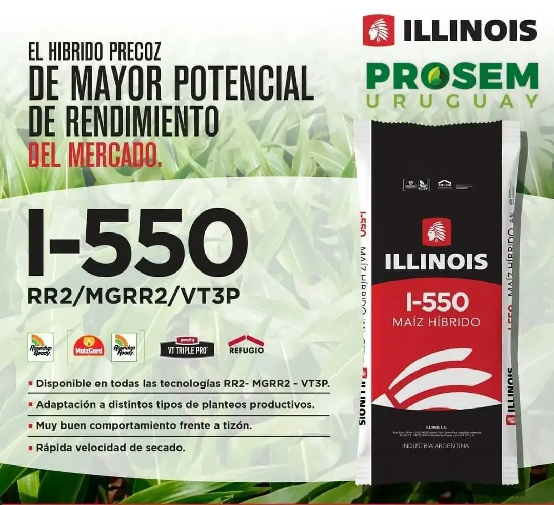 prosem_uruguay's tweet photo. Maices Illinois IS 550 VT3Pro y IS 782 Víptera 3, ideales para plantar ahora o siembras de segunda.
Semillas de primera calidad y los mejores calibres, atención personalizada y presencia en todo el país 🙌.
➡️ Por más información llamanos al 099 918 918 o 098 452 706. https://t.co/6J8cPZgpNL