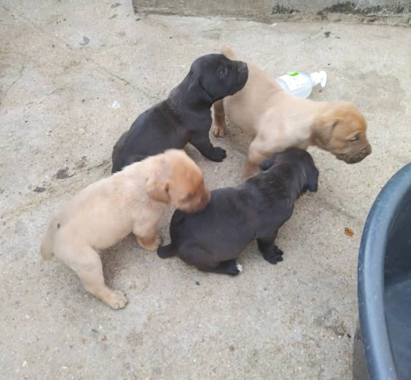 Prisane24's tweet photo. @RealTalkFadzie Boerbel puppies for sale in Bulawayo. Dm for prices. https://t.co/PuedRzIDSK