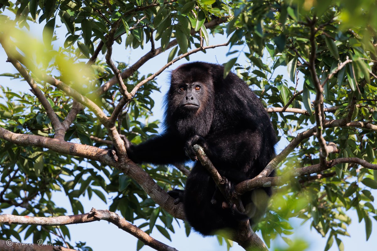 Howler Monkey (Alouatta)
#mammalwatching #MammalMonday
