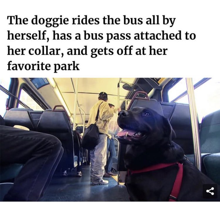 DogsPostingWs's tweet photo. https://t.co/NfdXSoZKa4