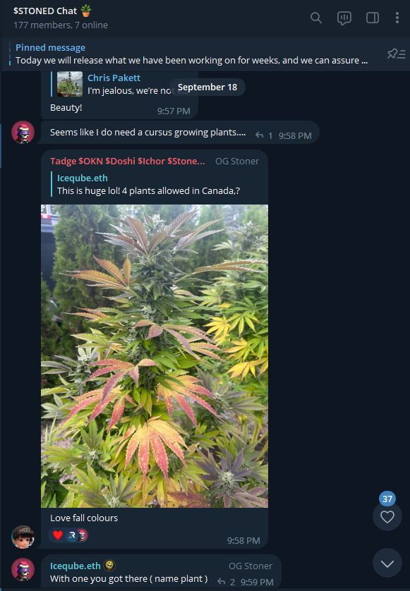 StonedERC20's tweet photo. You're in a  #stoner #weed community only when someone asks you the name of your plant you're referring too this time.

Lets get $STONED on #ETH

$DEXT $LINK $RLB $WAPPLE $FGATE #FISHY $LINQ $YOBA $XRP $TOM $ACS $BOBO $MonCat https://t.co/5NqPT7E3fz