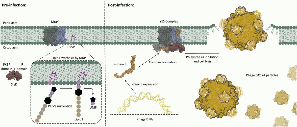 Cell Host & Microbe (@cellhostmicrobe) on Twitter photo Say YES to single-gene lysis! <a href="/anabhani100/">Ali Nabhani</a> @morehouse_ben highlight work of <a href="/clemonslab/">Clemons Lab @Caltech</a> <a href="/ScienceMagazine/">Science Magazine</a> presenting structures of YES protein complex in which protein E of #bacteriophage φX174 inhibits host peptidoglycan synthesis, thereby inducing lysis cell.com/cell-host-micr… Say YES to single-gene lysis! <a href="/anabhani100/">Ali Nabhani</a> @morehouse_ben highlight work of <a href="/clemonslab/">Clemons Lab @Caltech</a> <a href="/ScienceMagazine/">Science Magazine</a> presenting structures of YES protein complex in which protein E of #bacteriophage φX174 inhibits host peptidoglycan synthesis, thereby inducing lysis cell.com/cell-host-micr…