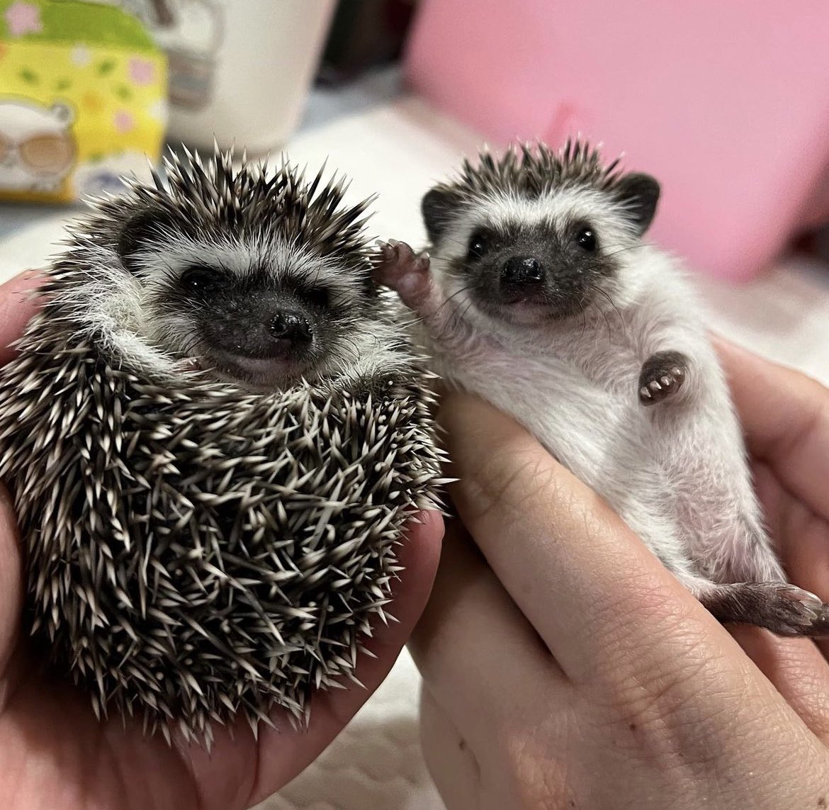daily__hedgehog's tweet photo. Monday 18th September, 2023 https://t.co/9yhahwzAmy