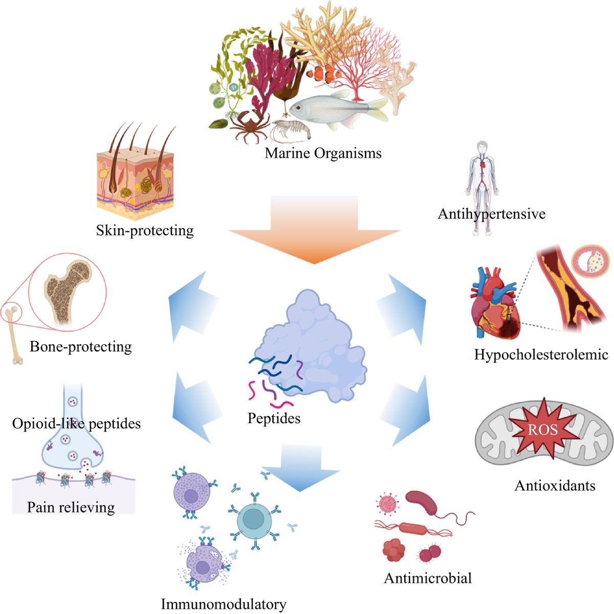 Marine protein hydrolysates and peptides offer promising applications in functional food, pharmaceutical, and cosmeceutical sectors. This article  highlight the need for industrial integration #marineproteins #functionalfood  
Details：maxapress.com/article/doi/10…