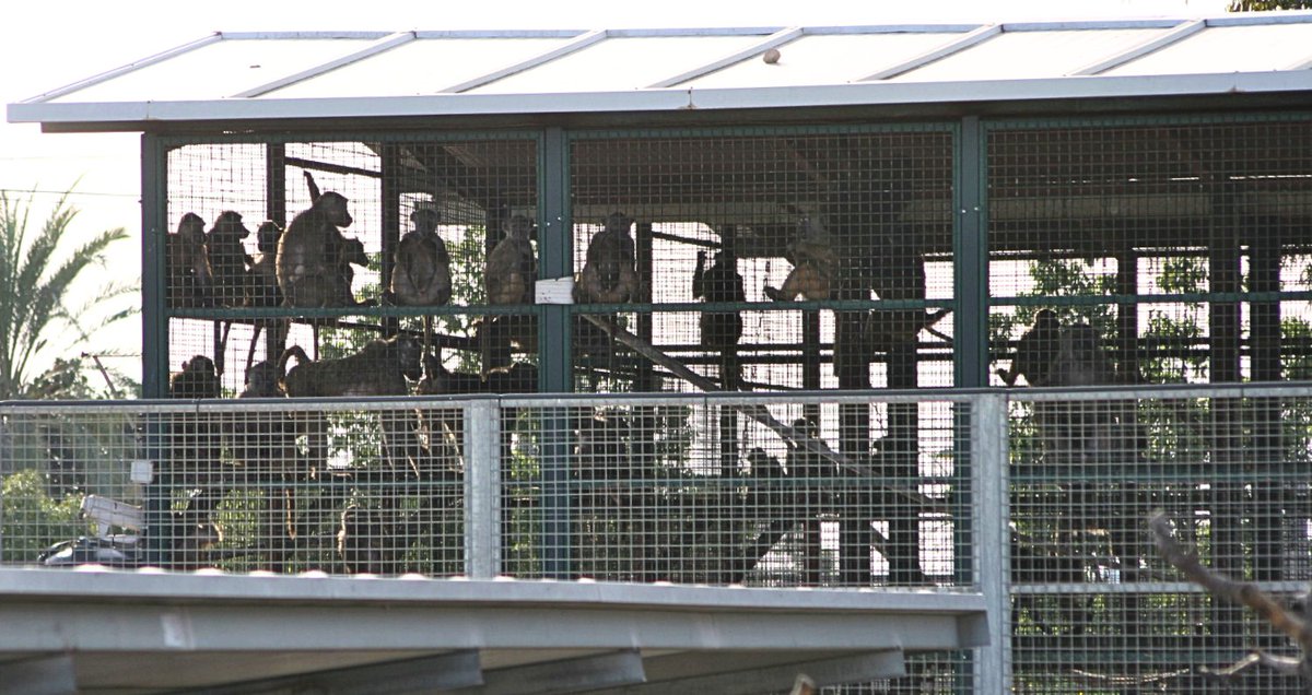 StopCamarles's tweet image. 80 babuinos que iban a ser “usados como fábricas de órganos” para humanos, siguen encarcelados en la Universidad de Murcia (@UMU) esperando a ser masacrados en otro atroz experimento.
Mientras, siguen apareciendo panfletos/propaganda disfrazados de artículos para seguir vendiendo…