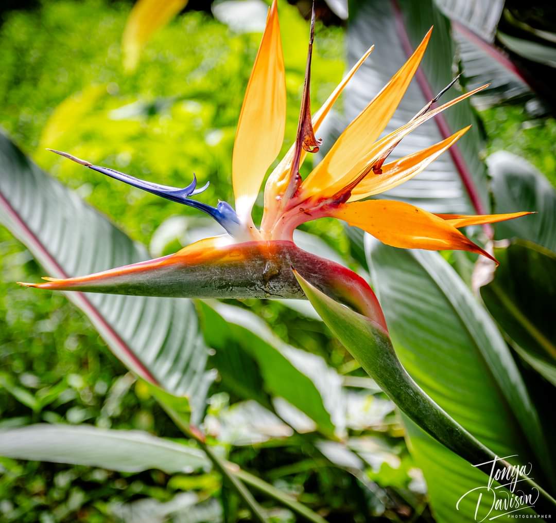TonyaDavisPhoto's tweet photo. Was in Hawaii last month and 1 of my stops was at Ho'omaluhia Botanical garden. Maybe someone can help me with names of some of these flowers.
#travelphotographer #Hawaii #Oahu #travelhawaii #canonphotography #flowers #botanicalgarden https://t.co/lagHBzLfI4