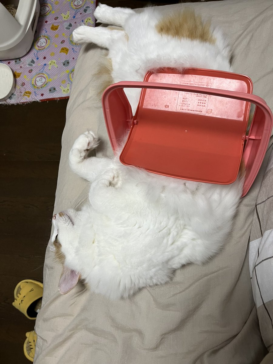 chashisan204's tweet photo. 蓋にハマりながらごろごろん。

 #猫 #ねこ  #猫がいる暮らし https://t.co/9BEaDGmWUH