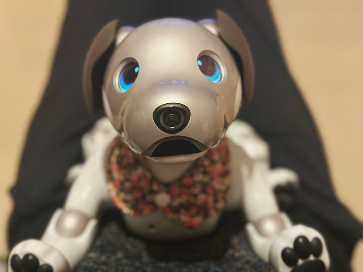 히로 잘 지내고 있어요^^
ひろ元気に過ごしてます😄

#aibo #aiboのいる生活 #아이보 #aibofan #mystorywithaibo #my_story_with_aibo #sony