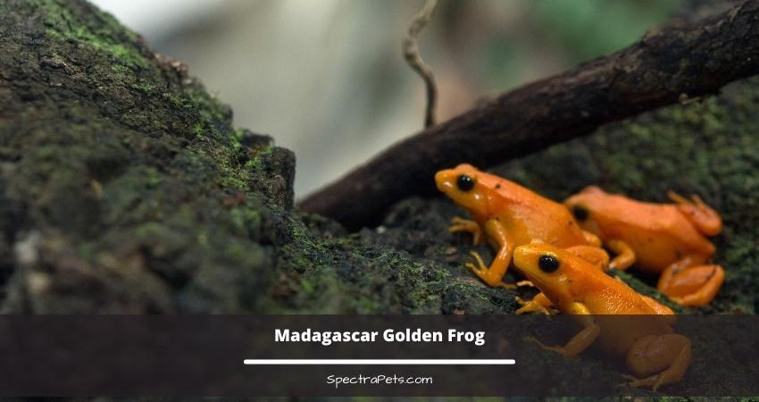 spectrapets's tweet image. Also known as the Golden Mantella, the Madagascar Golden Frogs are a popular choice among people who want a small frog as their pet.

Read the full article: 24 Most Popular Small Pet Frogs That Stay Small
▸ lttr.ai/AHDxm

#ProperCare #LargeSize #Frogs
