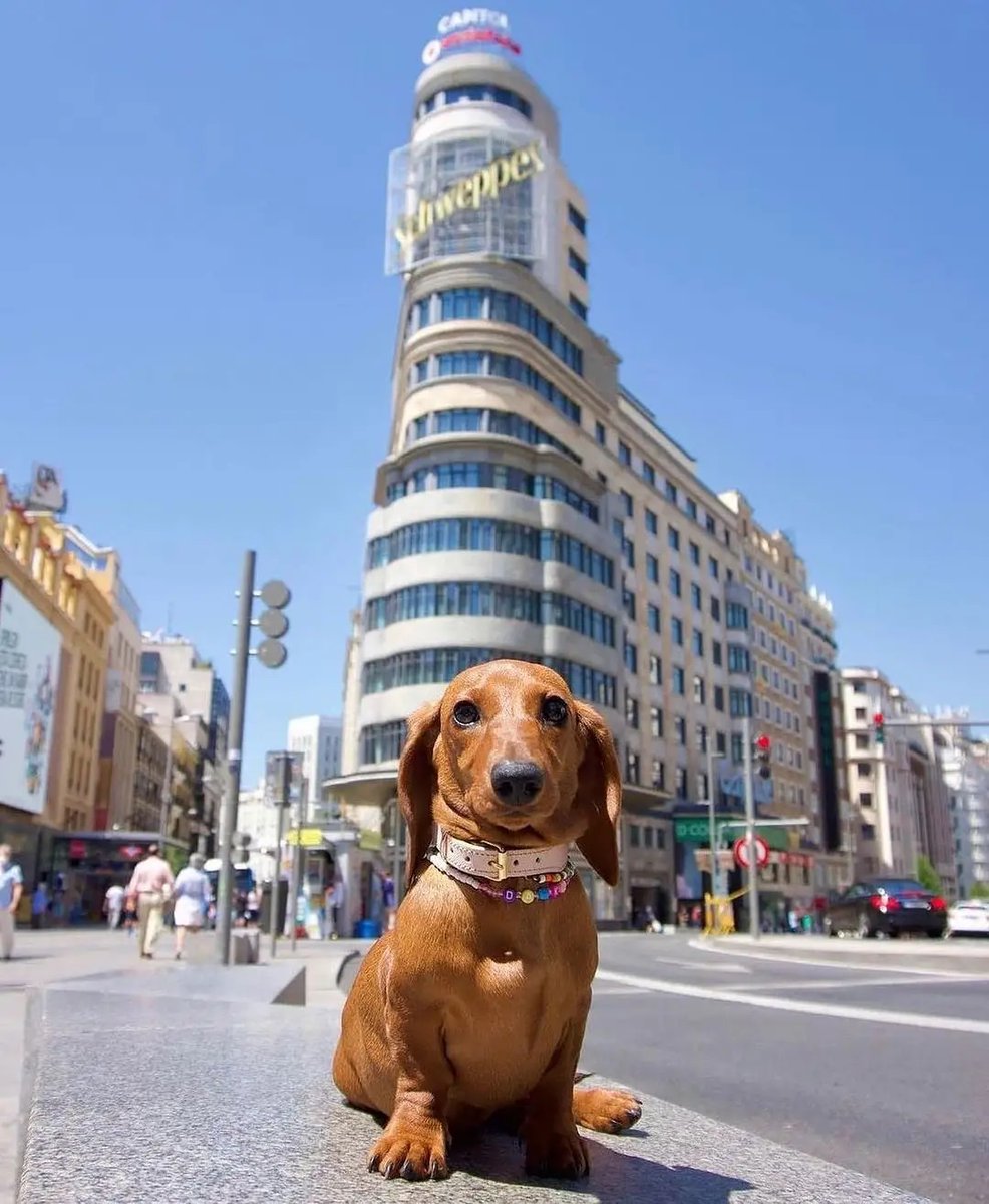 Salsichinhas tweet media