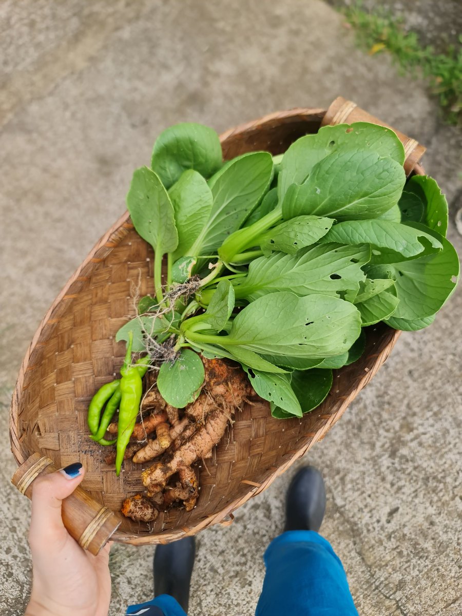 ayafernandez_'s tweet photo. Hosting an agricultural show premiering online this Sept. 23! AGRI FAM 👩‍🌾

Aiming to inspire the next generation of farmers 🙏🏾🌱🇵🇭  Soooooo happy &amp; excited for this!!🫀 Hope you can support and subscribe to  https://t.co/C73F6hsbVW 🔔 https://t.co/zBwN2vWG48