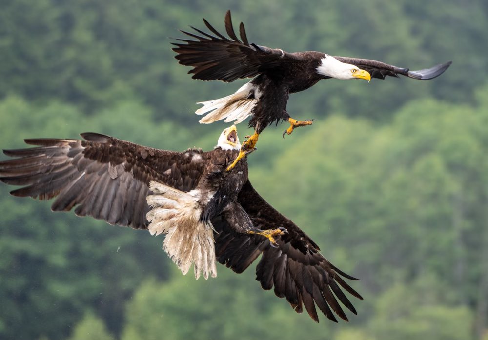 Josh Weisberg tweet media