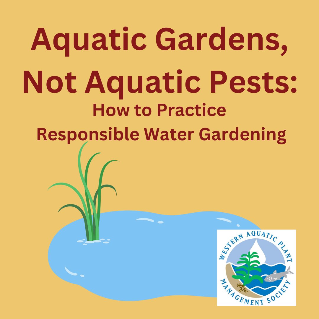 Be a responsible water gardener! Use native #aquaticplants in your ornamental pond or shoreline. Native plants provide the balance of ecosystem services that wildlife need.

anrcatalog.ucanr.edu/pdf/8369.pdf

#WAPMS #watergarden #ornamentalpond #invasiveplants #aquaticIPM #MacrophyteMonday