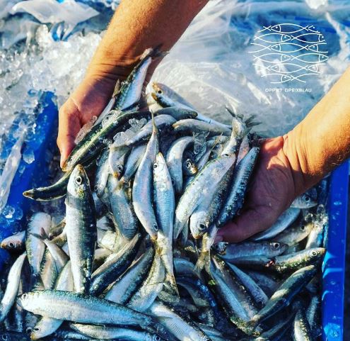 87_opp's tweet photo. 🐟El nostre peix blau.
👉🏻 Sostenible, fresc, de qualitat.
🐟 Peix de la nostra mar, de la nostra terra, el nostre peix.
#PeixBlauCatalunya #SaborDelMar #pesca #peixfresc #menjarsaludable #cuinasaludable #mediterrani #mar #pescado #pescador #catalunya #costabrava #treballar https://t.co/HLP6uf37rl