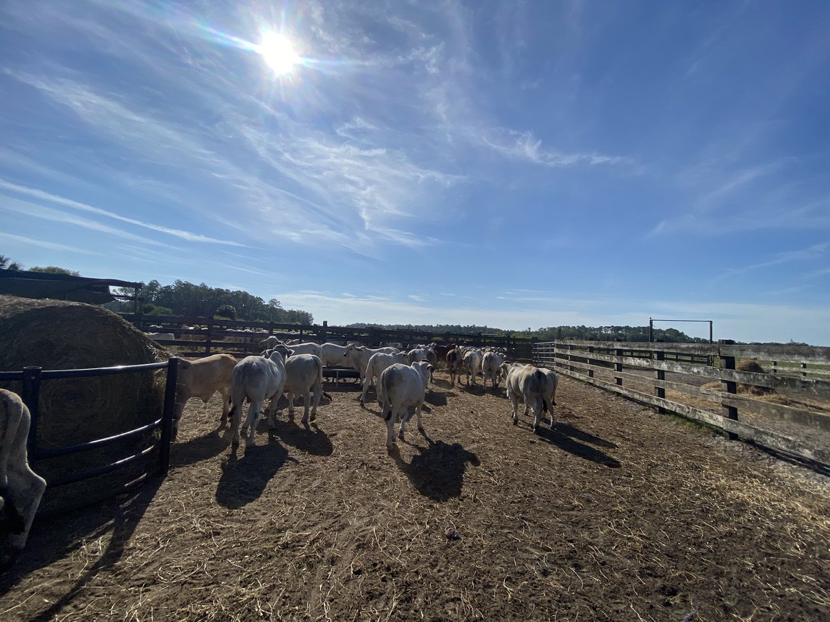 Just like that, my last piece of farm data for my dissertation is in the books. Now it’s time to crank out my last few in vitro experiments 🧫 🔬 
#Brahman #UFAnimalScience #EmbryoCalves