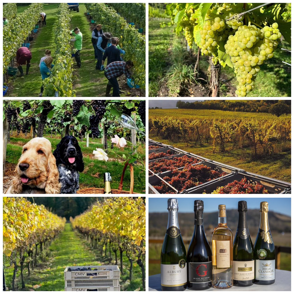 It's a magical time of the year at Vineyards of the Surrey Hills. Harvest is on the way! 🍇🍾🥂😍

surreyhillsvineyards.co.uk ✨️