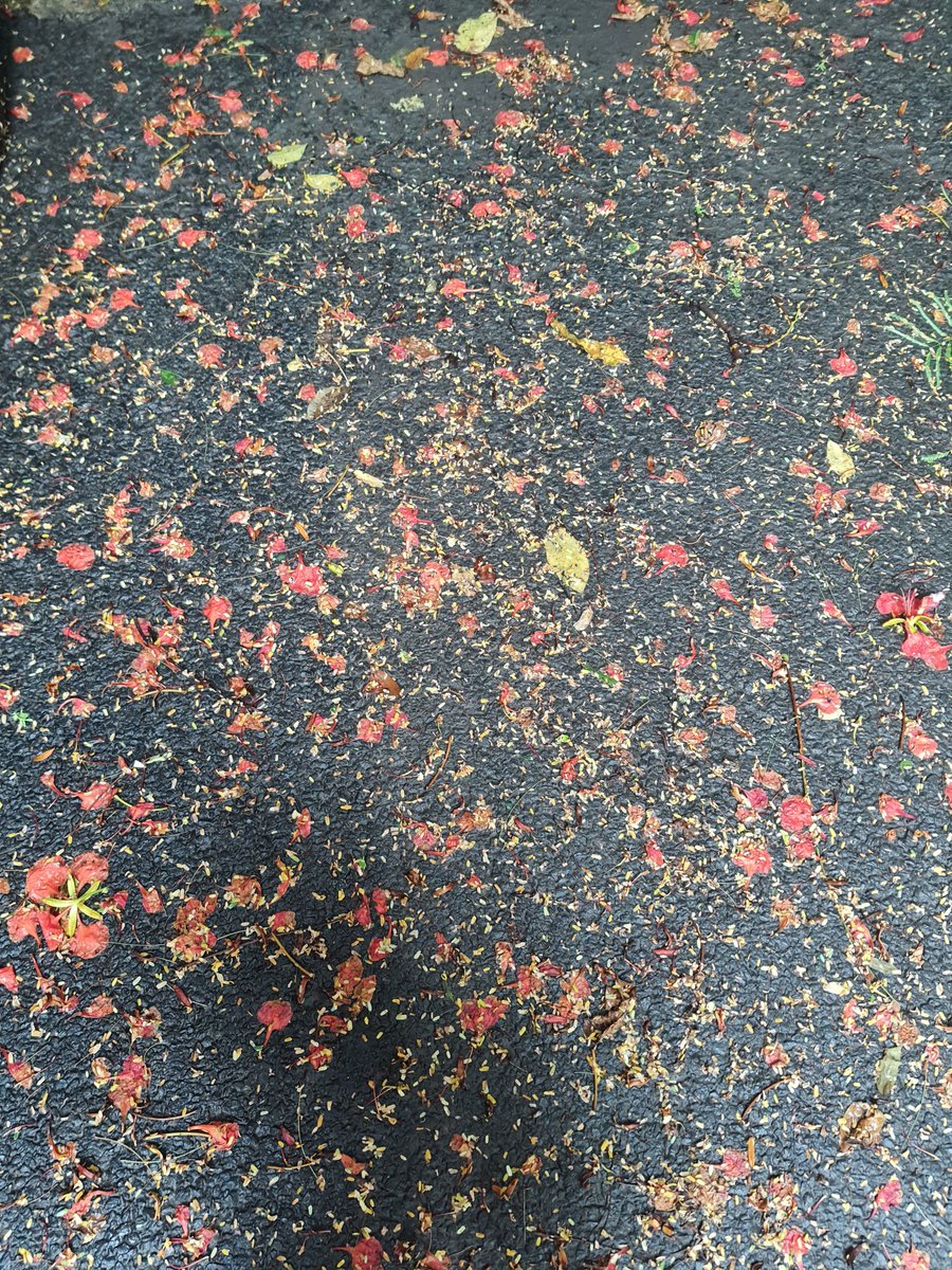 Gulmohar was here. 🌸 🌸