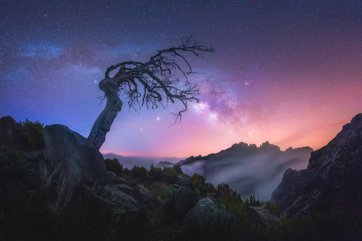albertdrosphoto's tweet photo. Madeira impressions of dead trees above the clouds. https://t.co/OVdDIL6sFP