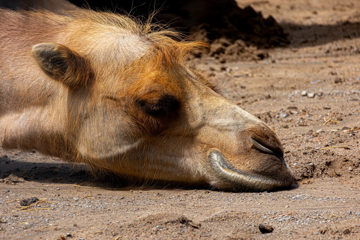 This guy pretending to smile while not being able to keep himself awake for Monday meetings #mondayvibe #mondays #caseofthemondays #animalmondays #animalswithjobs #animals #sleepyanimals #sleepy #cuteanimals #camel #nature