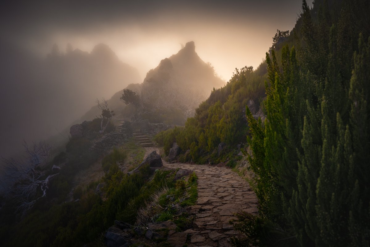 albertdrosphoto's tweet photo. Madeira impressions of dead trees above the clouds. https://t.co/OVdDIL6sFP