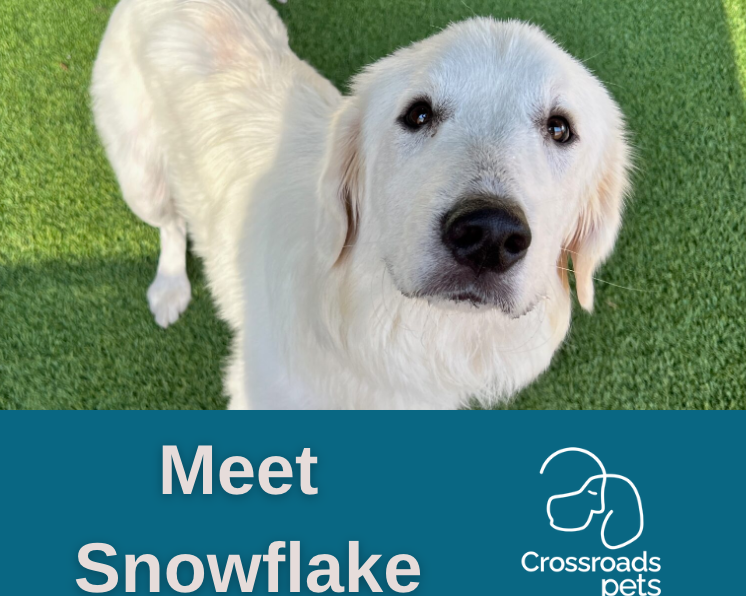 CrossRdsCampus's tweet photo. One-year-old Snowflake is an absolute angel. She would like someone to be her constant companion and best friend. Stop by Crossroads Pet to meet this sweetie. 707 Monrow Street, Nashville.
#dogsofnashville #adoptdontshop #dog #dogs #familypet #happy #love #happypets https://t.co/fYaKFfnc7s