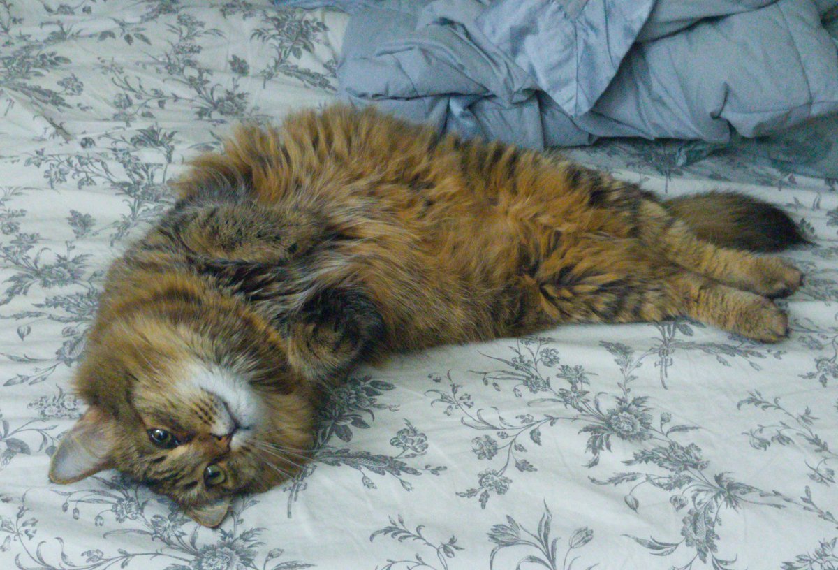 TinselKitten's tweet photo. @scrag_cat I like to play Shrimp Cat, too 😻♥️🐾 https://t.co/m4LvGBnGie