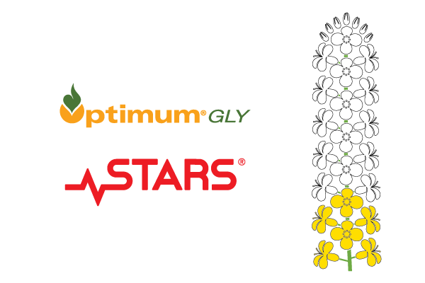 CortevaCA's tweet photo. Until Oct 13th, $10 from every bag of #OptimumGLY #canola sold in Central and Northern AB will be donated to @STARSambulance (up to $100,000). Check out our progress. We're officially 30% of the way there! #OGLY23 https://t.co/8NCCTrA4Ay