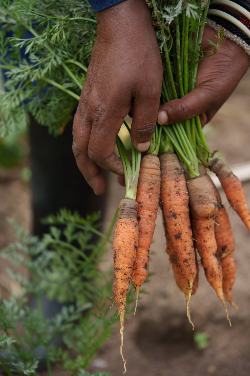 From the earth, straight to your table 🥕

📷 Efecan Efee

#MantisEPICHotelandSuites #Mantis #LuxuryHotel #Rwanda #VisitRwanda #Sustainability #Sustainabledining