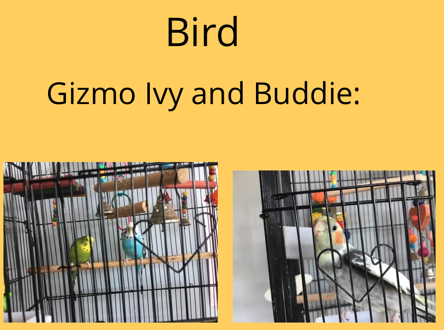 When the class have their own ideas on where the learning should go..voila.. introducing (some of) our class pets. No wonder we get so easily distracted in @eSgoil primary interrupted learners! Our class worked together and did this all by themselves. #petsrule