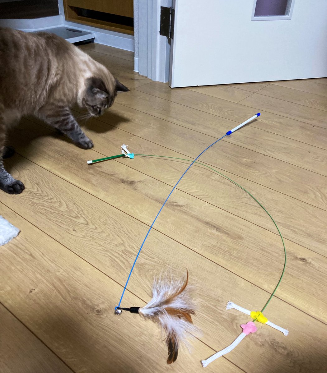 fuchan0720's tweet photo. ふーちゃんが おもちゃを

２つ持ってきてくれました😂

どちらで遊ぶかは 飼い主に

ゆだねてくれるようです笑🤭

#猫
#猫好きさんと繋がりたい 
#猫がいる暮らし 
#シャムトラ https://t.co/xnK81GSWI7